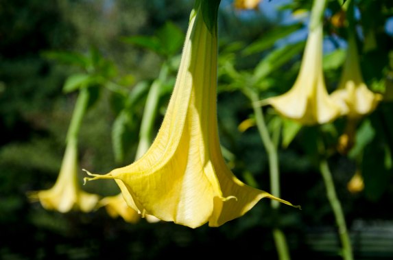 TrumpetFlower002
